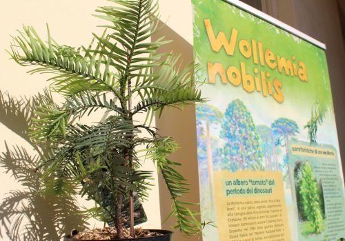 Fossili viventi Wollemia nobilis
