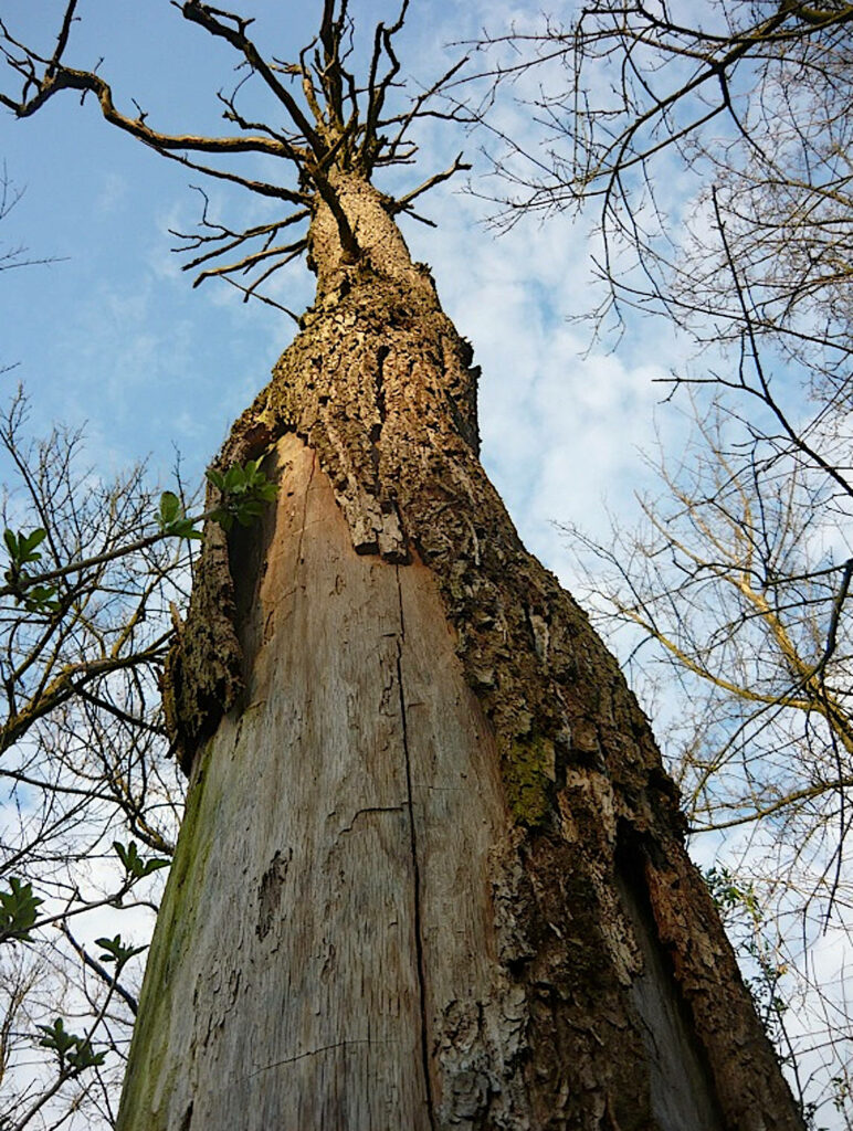 LAVORI IN CORSO: INTERVENTI PER RIDURRE IL RISCHIO DI CADUTA ALBERI